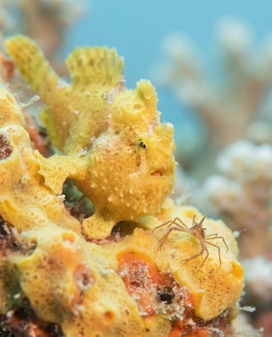 A yellow frogfish camouflaged on an orange sponge, with a small arrow crab beside it