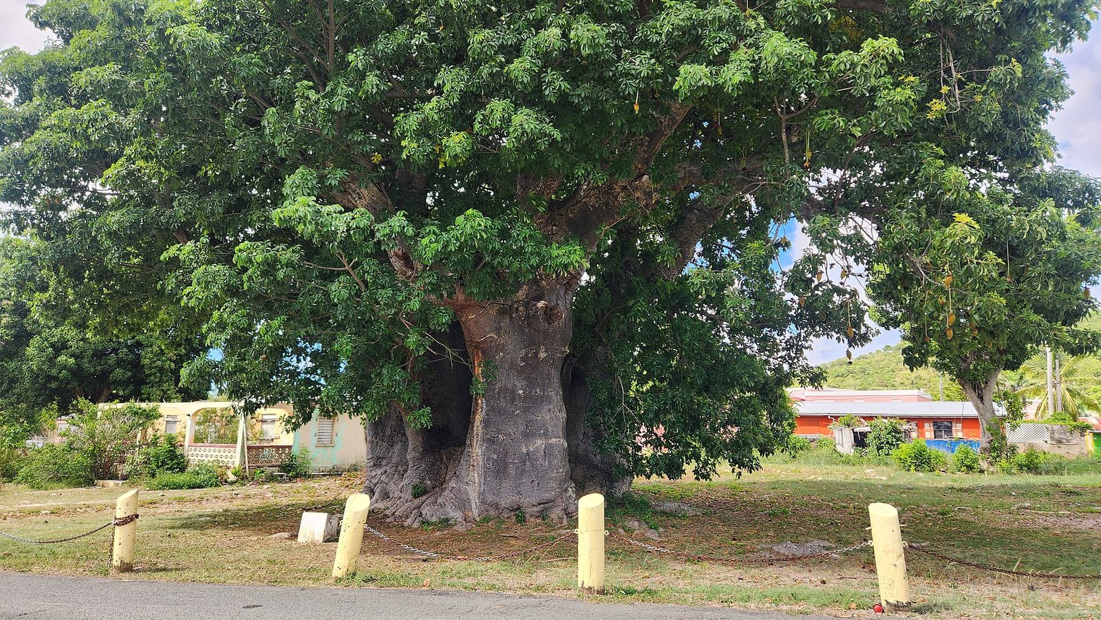 Baobab 20230926 100500