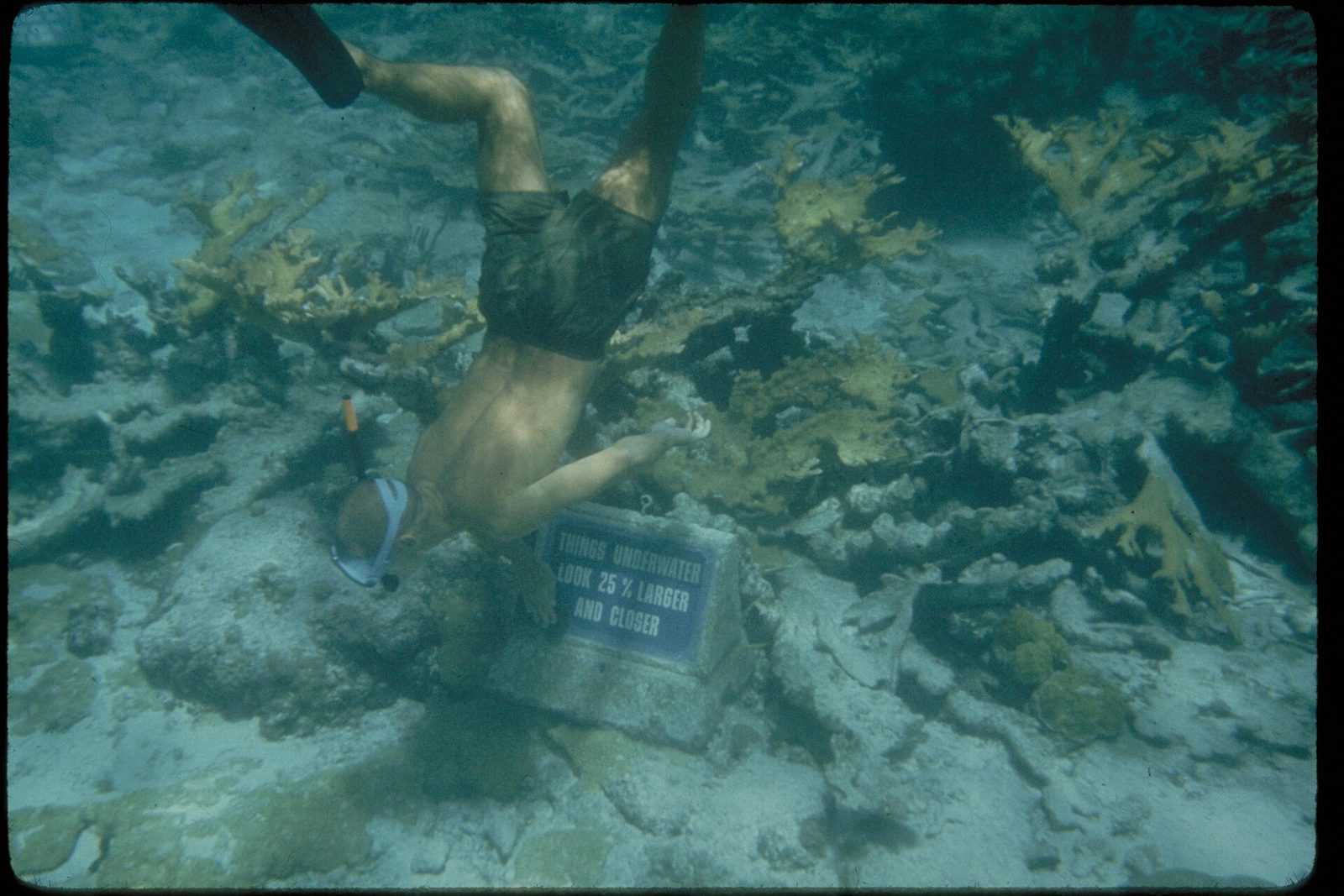 Buck Island Reef National Monument, Virgin Islands (06523f05-6c64-4c00-abe8-c14d9a46efab)
