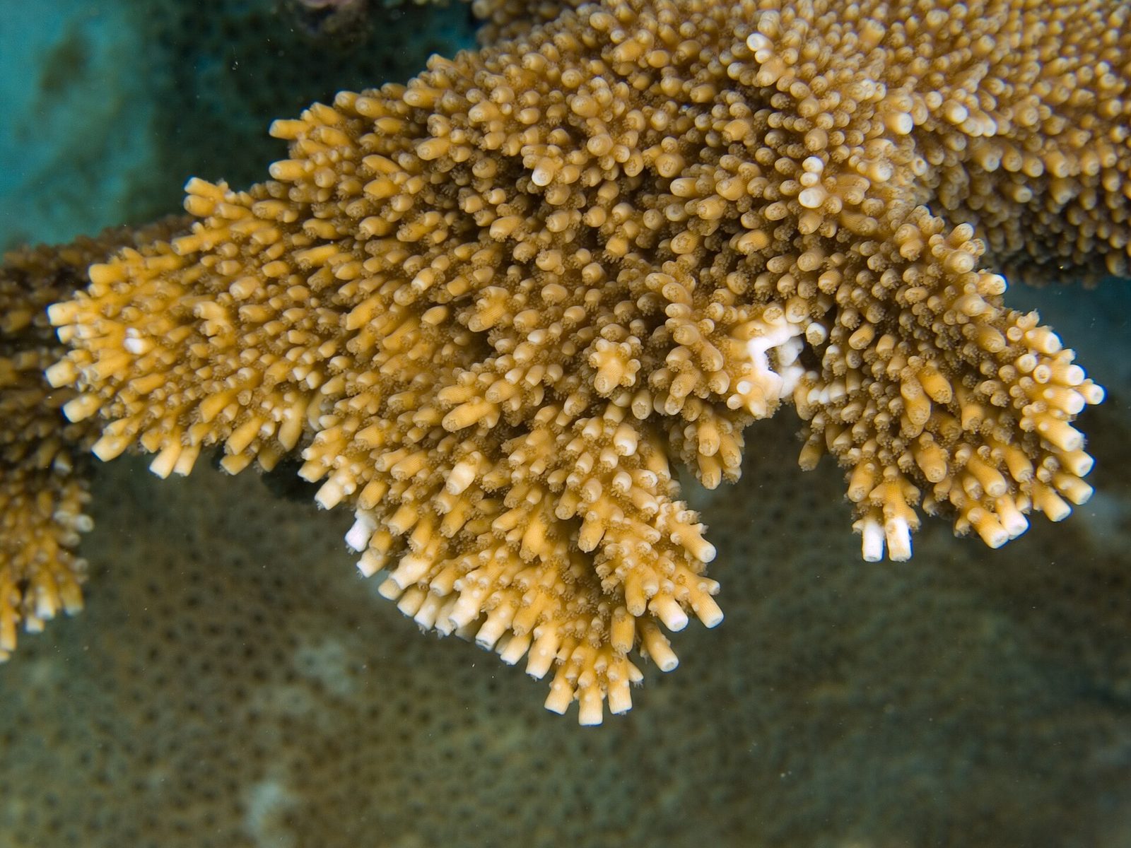 Elkhorn coral, the branching species that builds Buck Island's barrier reef.