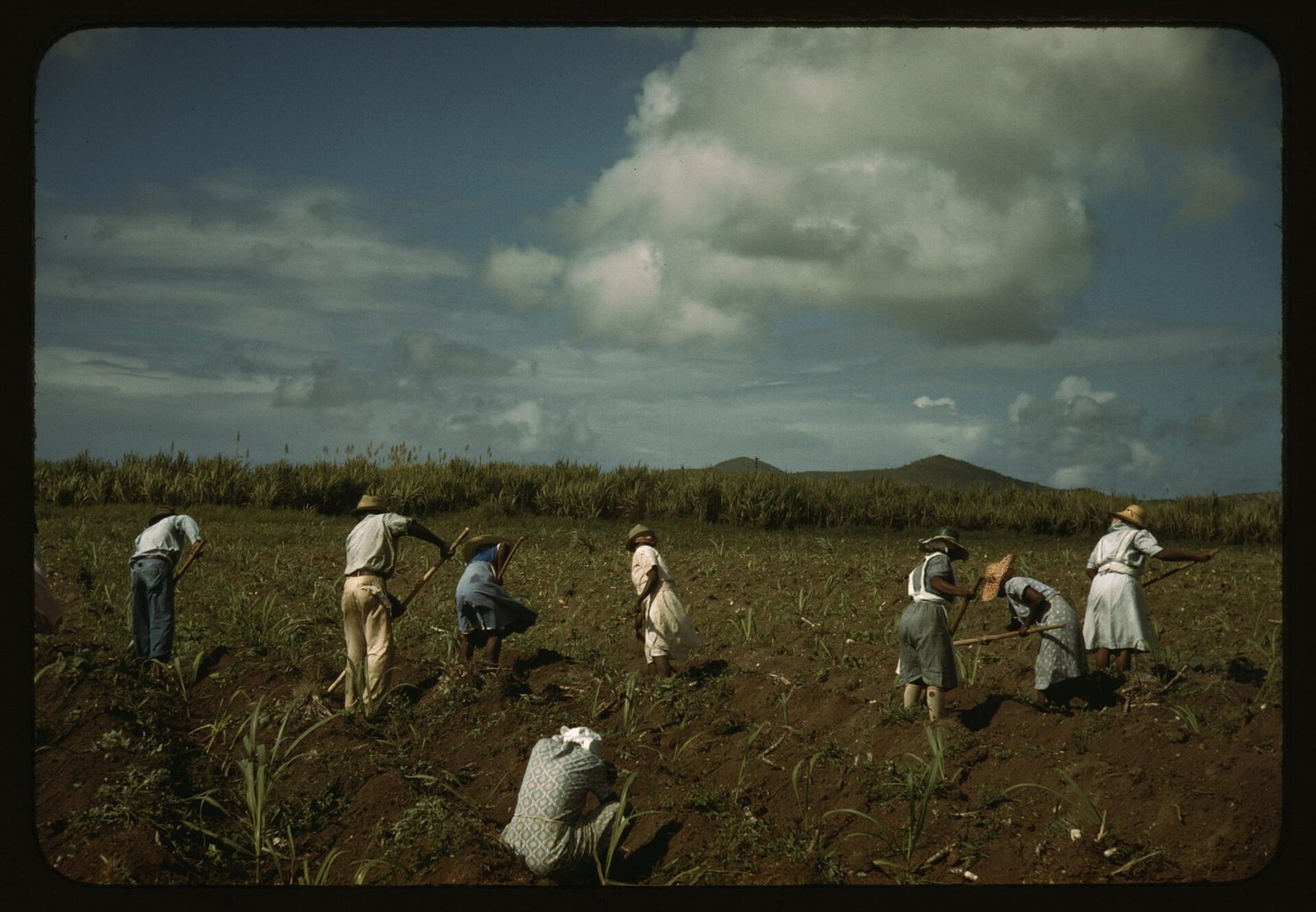 Cultivating sugar cane on the Virgin Islands Company land, vicinity of Bethlehem, St. Croix LCCN2017878942