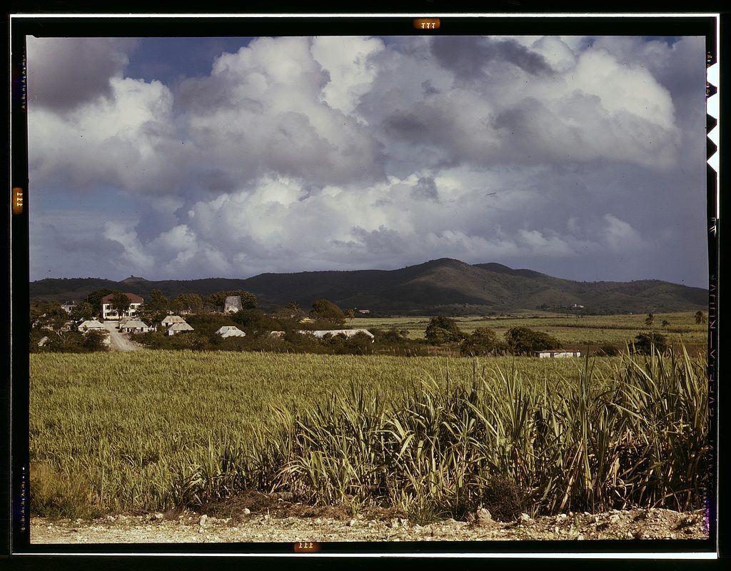 The Virgin Islands, sugar cane country1a33998v