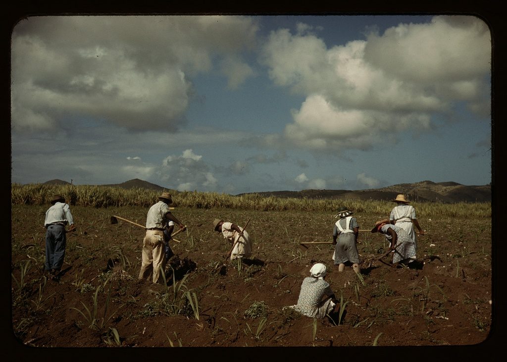 Cultivating sugar cane on the Virgin Islands Company land1a33976v