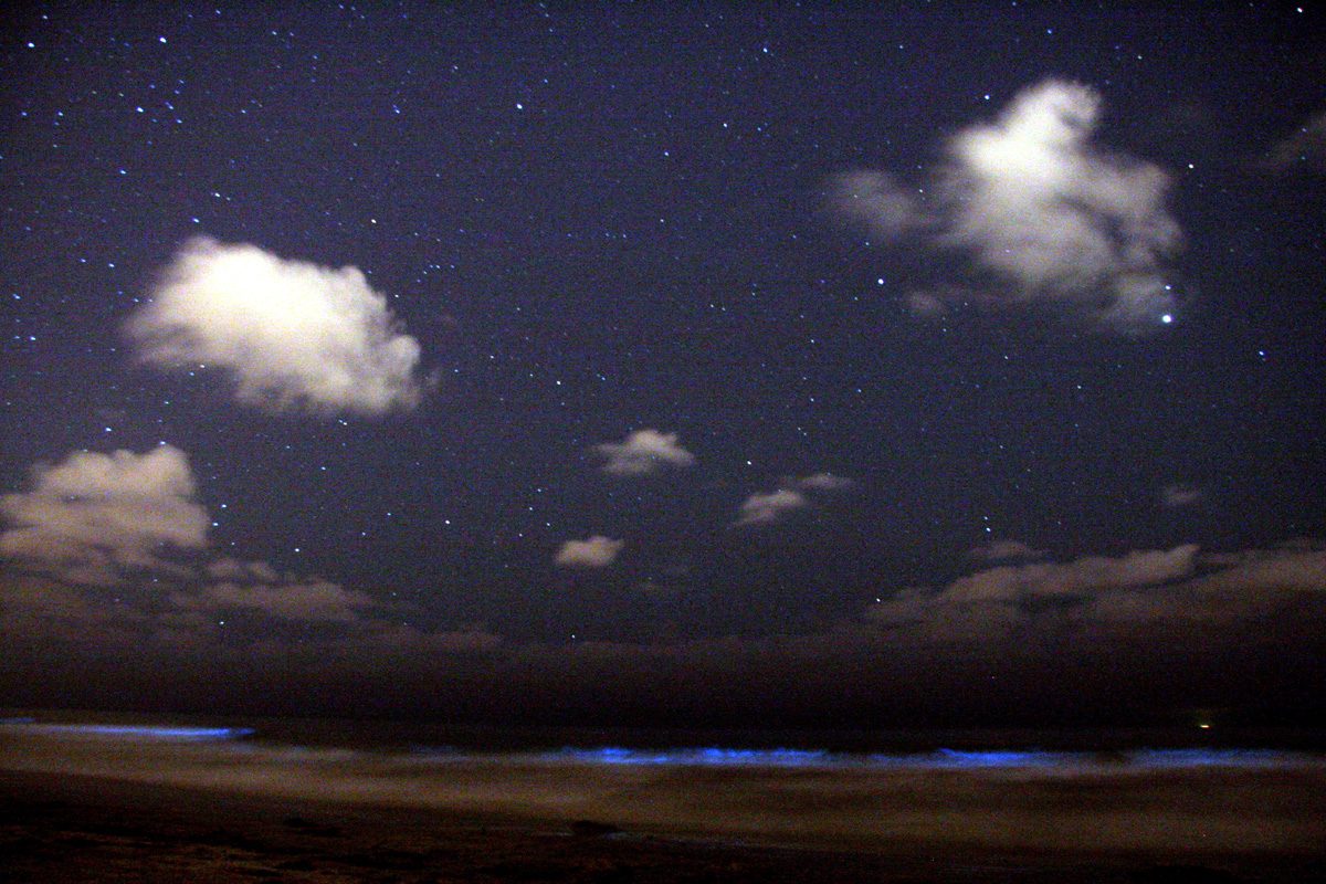 Dinoflagellate bioluminescence 3