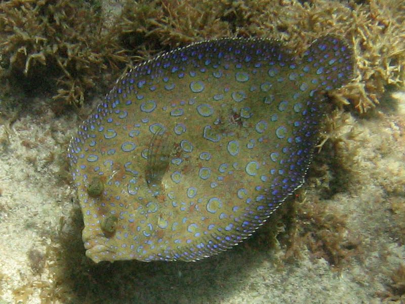 Bothus lunatus-StCroix
