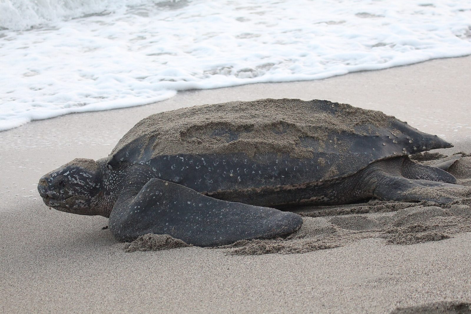 Green sea turtles are a common sight in the island's shallows.