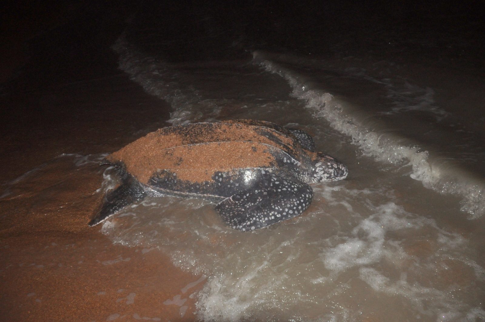 A leatherback turtle returning to the sea; three turtle species nest on St. Croix.