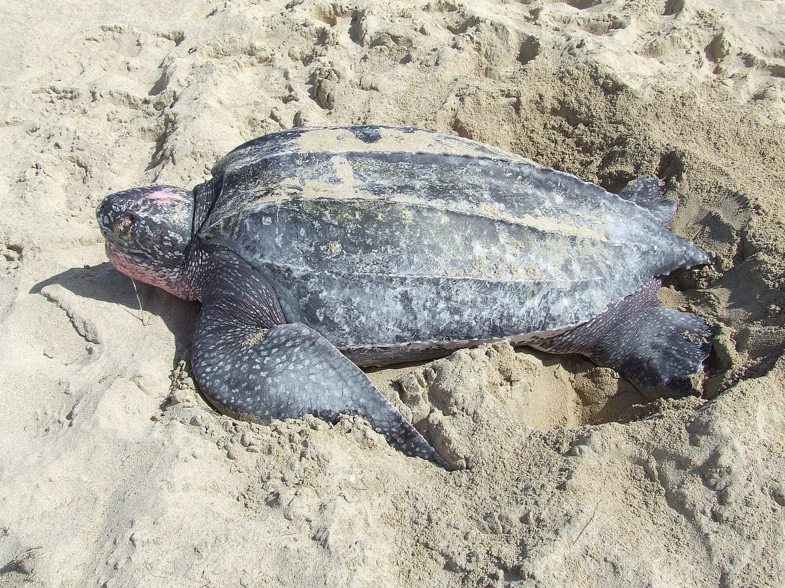 Leatherback sea turtle on the beach Tinglar (5839996429)