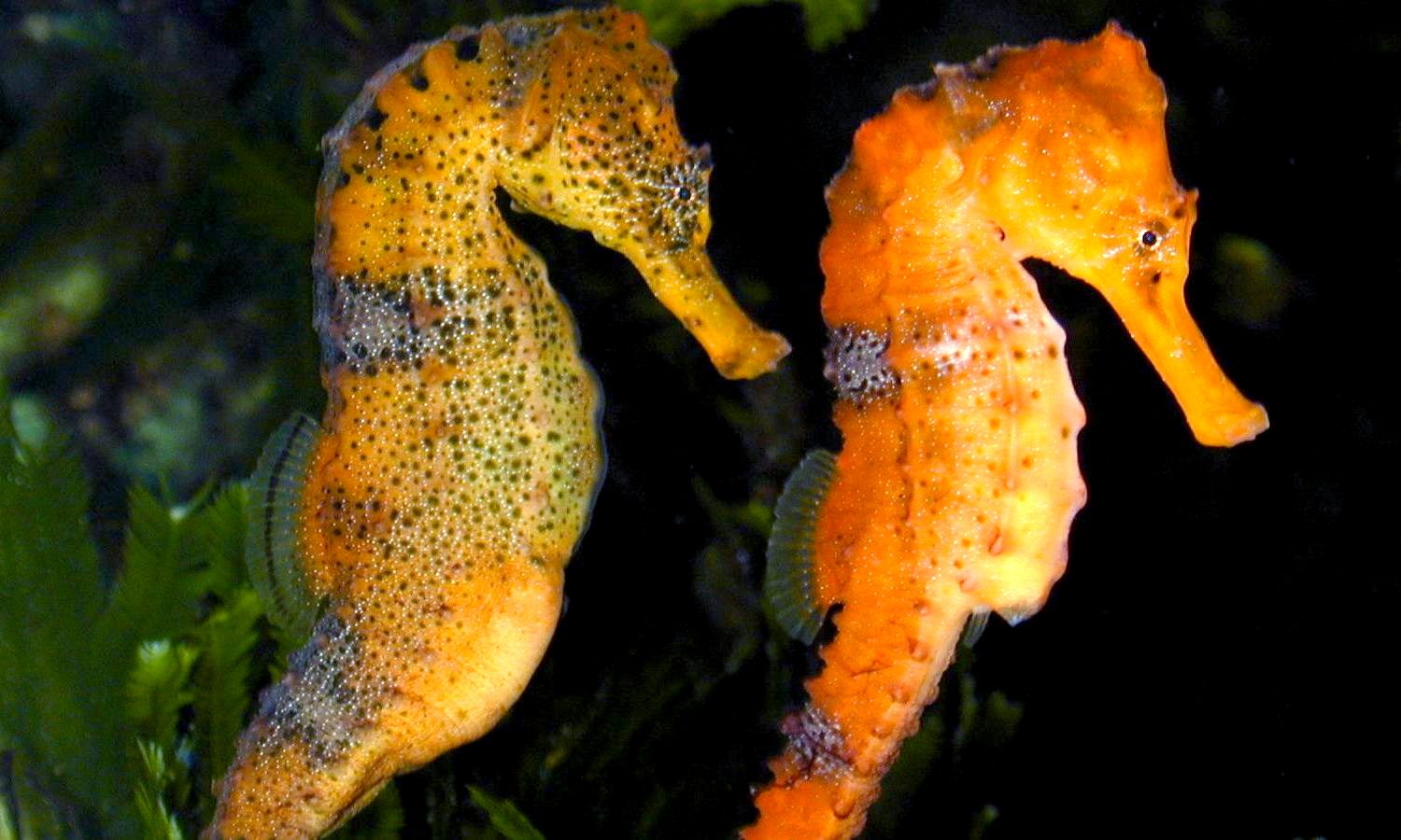 Hippocampus reidi, pareja