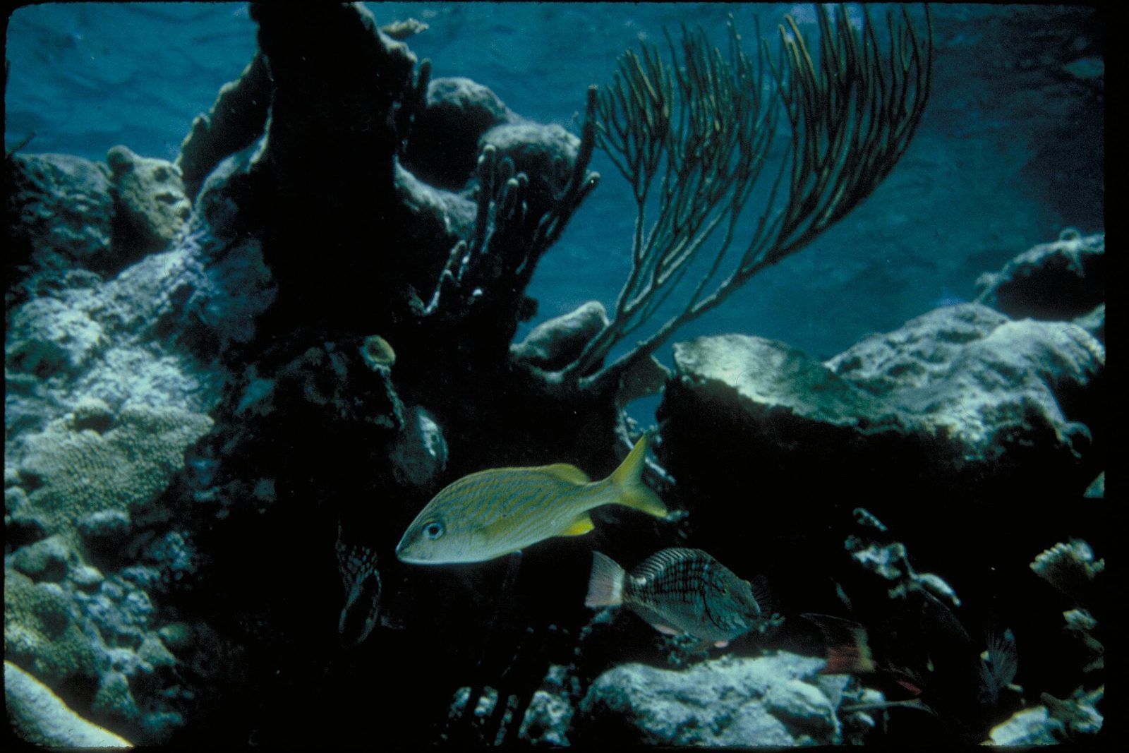 Buck Island Reef National Monument, Virgin Islands (eef77559-03ed-4606-a2f9-d3b0b1e1b9ab)