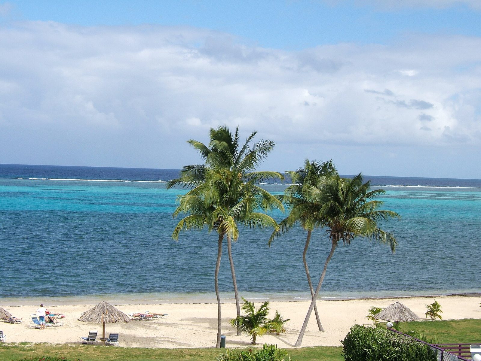 St Croix beach palm