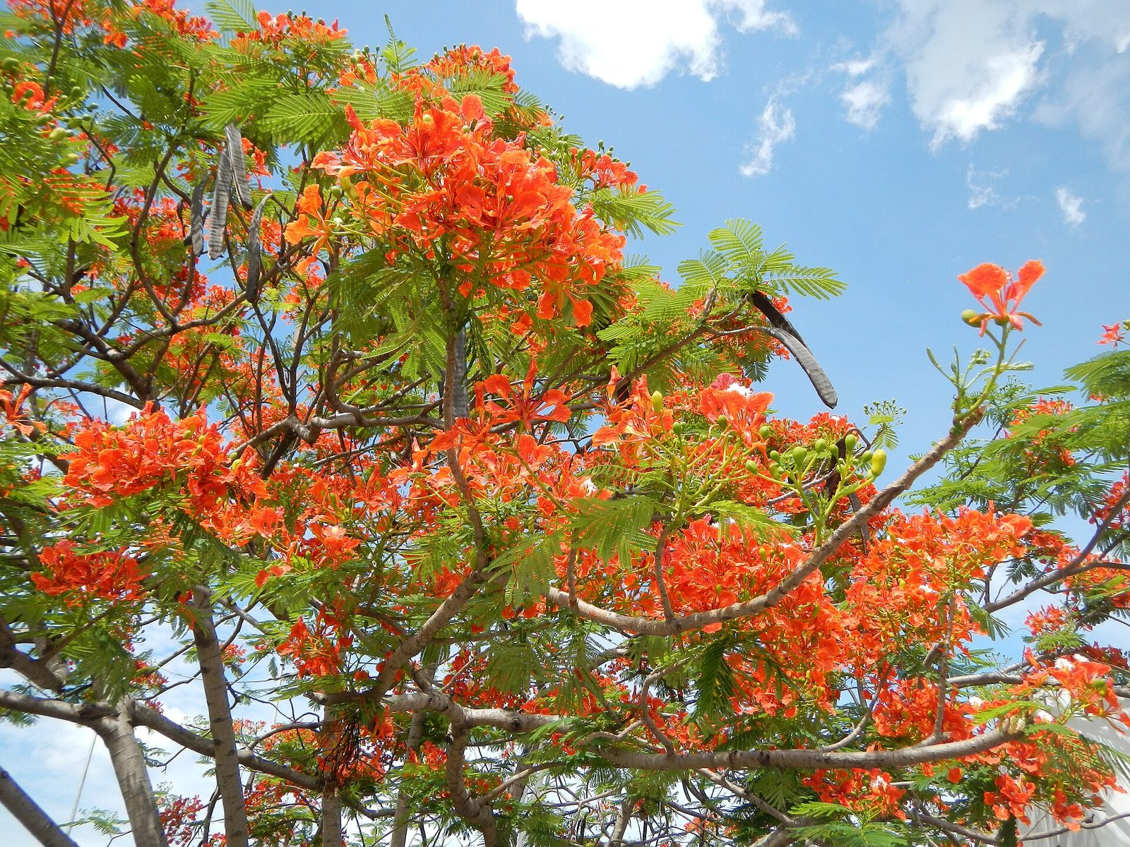 AguinaldoShrinejf0866 03