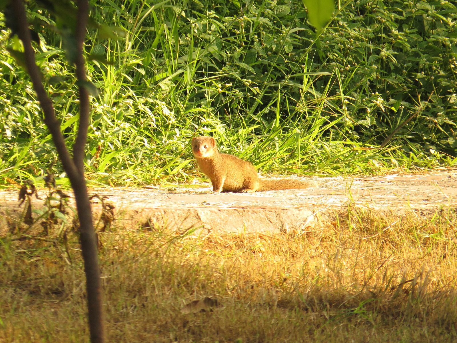 Herpestes javanicus (15108157590)