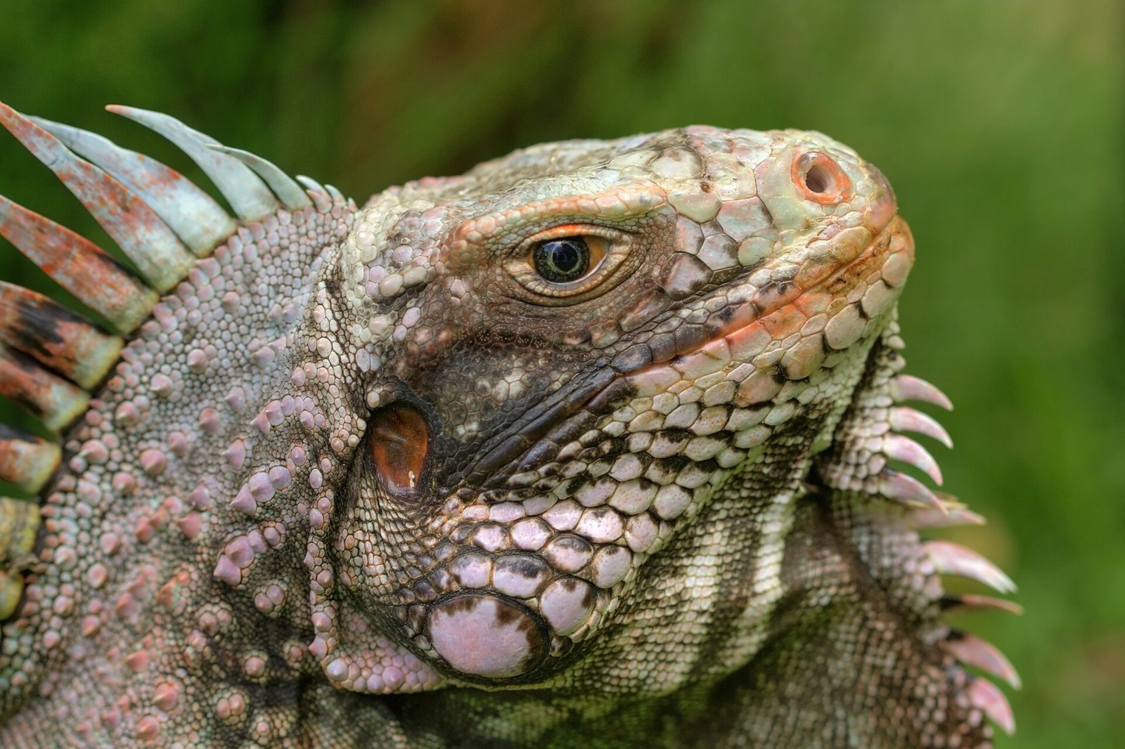 Iguanaofcaribbean